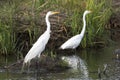 Great Egret in salt marsh