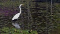 Great egret Royalty Free Stock Photo