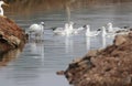 Great egret and seagull bird Royalty Free Stock Photo