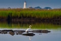 Great Egret searching the estuary for its next meal. Lynde Point Light, Connecticut, United States.