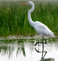 Great Egret in shallow water