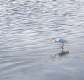 Great egret in shallow water