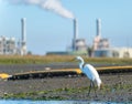 Great egret on shore of Alamitos Bay with smokestacks in background.