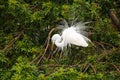 Great Egret showing breeding display Royalty Free Stock Photo