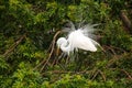 Great Egret showing breeding display