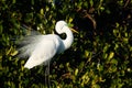 Great Egret showing breeding display