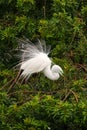 Great Egret showing breeding display Royalty Free Stock Photo