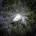 Great Egret Showing his Breeding Plumes from Behind Royalty Free Stock Photo