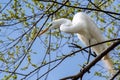 A great egret side view while it is perched in a tree Royalty Free Stock Photo