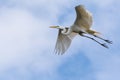 A great egret side view while it soars through the sky Royalty Free Stock Photo