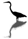 Great egret silhouette and reflection