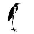 The great egret silhouette vector illustration in white background