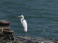 Great egret sitting on the sea shore Royalty Free Stock Photo