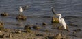 The Great Egret - The Snowy Egret - The Little Blue Heron