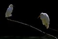 A great egret and a snowy egret perched and preening on a branch in a park in front of a dark backgro Royalty Free Stock Photo