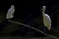 A great egret and a snowy egret perched and preening on a branch in a park in front of a dark backgro Royalty Free Stock Photo