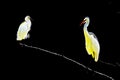 A great egret and a snowy egret perched and preening on a branch in a park in front of a dark backgro Royalty Free Stock Photo