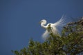 Great egret with splendid breeding plumage in a Florida tree Royalty Free Stock Photo