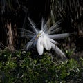 Great Egret Spreading his Breeding Plumes Royalty Free Stock Photo