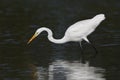 Great Egret stalking a fish in a shallow lagoon - Pinellas Count