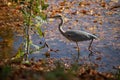 Great Egret stalking in the pond Royalty Free Stock Photo