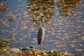 Great Egret stalking in the pond Royalty Free Stock Photo