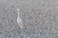 Great Egret Standing on Dry Pond Ardea alba Great White Egret, Common Egret Royalty Free Stock Photo