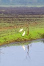 Great Egret standing at the edge of a irrigation ditch with reflection in the water. Royalty Free Stock Photo