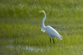 Great Egret Standing in Marsh