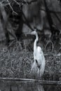 Great egret standing on one leg in black and white Royalty Free Stock Photo