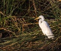 Great Egret Royalty Free Stock Photo