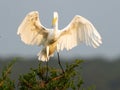 Great Egret Standing on Top of a Tree Royalty Free Stock Photo