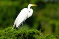 Great Egret Standing at a Tree Top Royalty Free Stock Photo