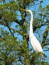 Great Egret Standing in a Tree Top Royalty Free Stock Photo
