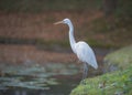 Great egret along the pond. Royalty Free Stock Photo