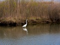 Great Egret Standing in the Water