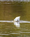Great Egret strikes below the water