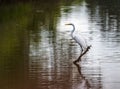 Great Egret on the stumps of bald cypress trees in Atchafalaya basin Royalty Free Stock Photo