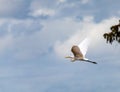 Great Egret by the stumps of bald cypress trees in Atchafalaya basin Royalty Free Stock Photo