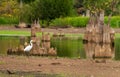 Great Egret by the stumps of bald cypress trees in Atchafalaya basin Royalty Free Stock Photo