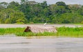 Great Egret on a submerged thatched hut Royalty Free Stock Photo