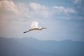 Great egret with sun In his back