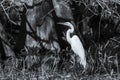 Great egret in a swamp in black and white Royalty Free Stock Photo