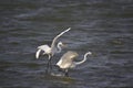Great Egret (Taiwan migratory birds). Royalty Free Stock Photo