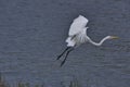 Great Egret (Taiwan migratory birds ).