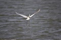 Great Egret (Taiwan migratory birds ).