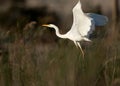 Great Egret takeoff at Asker marsh, Bahrain Royalty Free Stock Photo