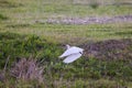 Great egret during takeoff Royalty Free Stock Photo