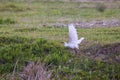 Great egret during takeoff Royalty Free Stock Photo