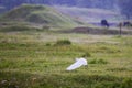 Great egret during takeoff Royalty Free Stock Photo